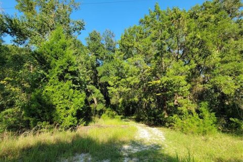 Land in Old Town, Florida № 1906397 - photo 18