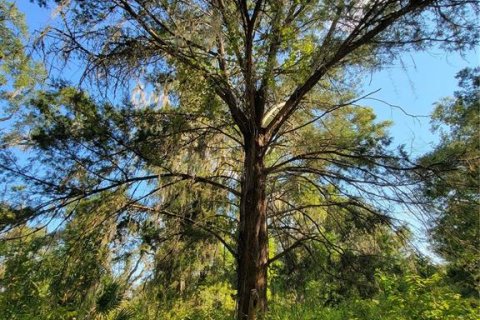 Land in Old Town, Florida № 1906397 - photo 6