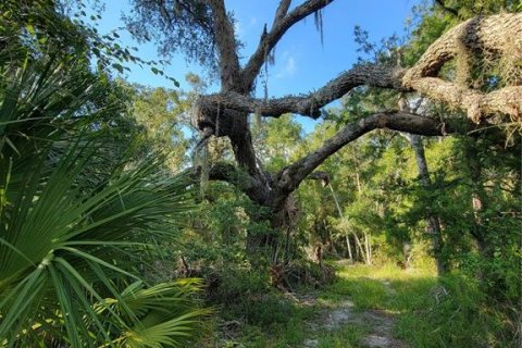 Land in Old Town, Florida № 1906397 - photo 11