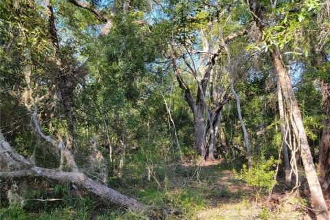 Land in Old Town, Florida № 1906397 - photo 8