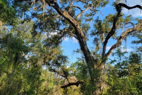 Land in Old Town, Florida № 1906397 - photo 13