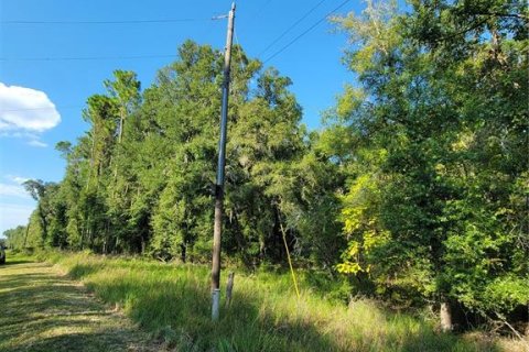 Land in Old Town, Florida № 1906397 - photo 14