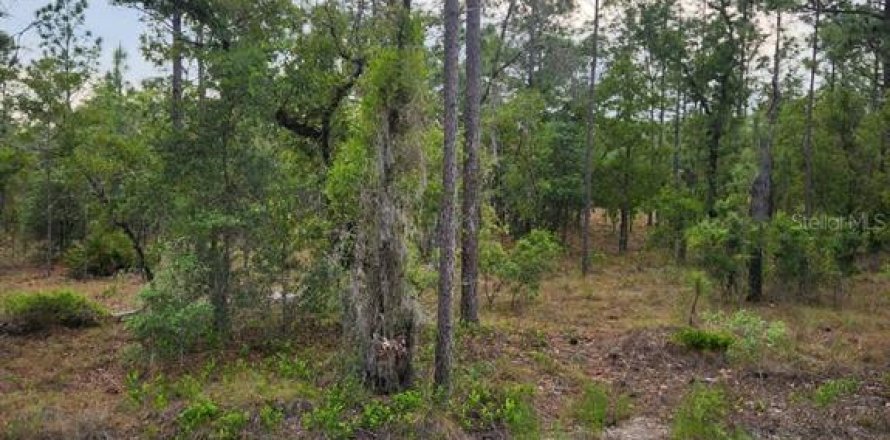 Terrain à Dunnellon, Floride № 2165755