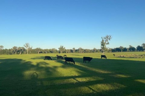 Land in Morriston, Florida № 2155561 - photo 7