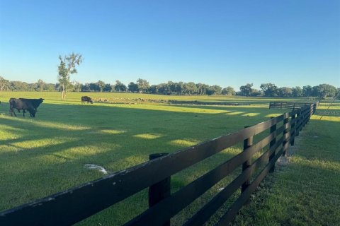 Land in Morriston, Florida № 2155561 - photo 6