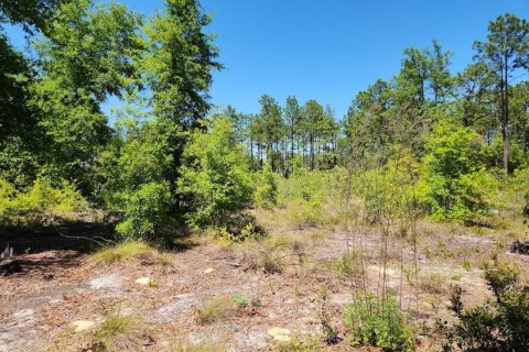 Land in Ocala, Florida № 1636549 - photo 5