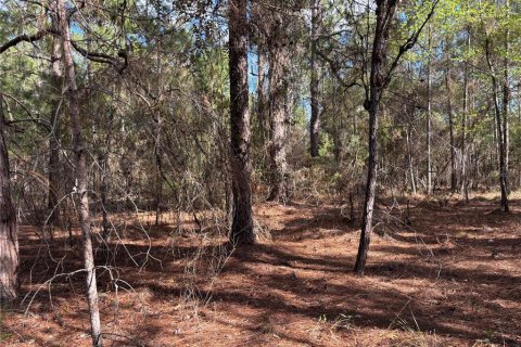 Land in Interlachen, Florida № 2195435 - photo 7