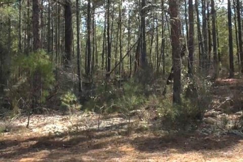 Land in Interlachen, Florida № 2195435 - photo 4