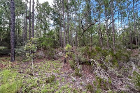 Terrain à vendre à Interlachen, Floride № 2211697 - photo 6