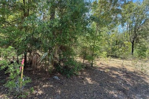 Land in Bronson, Florida № 2159105