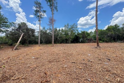 Land in Paisley, Florida № 2164645 - photo 6