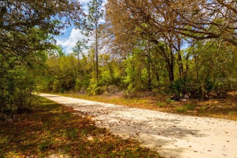 Land in Bronson, Florida № 2163671 - photo 5