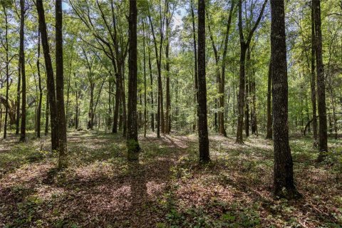 Land in Alachua, Florida № 1550805 - photo 6