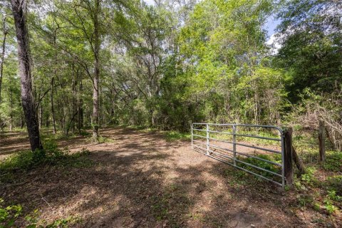 Land in Alachua, Florida № 1550805 - photo 23