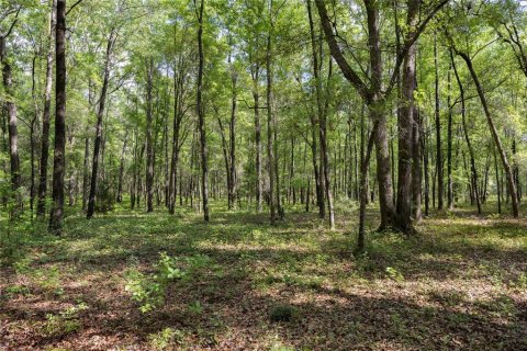 Land in Alachua, Florida № 1550805 - photo 5