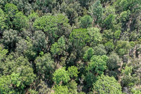 Terreno en venta en Dunnellon, Florida № 1658529 - foto 9