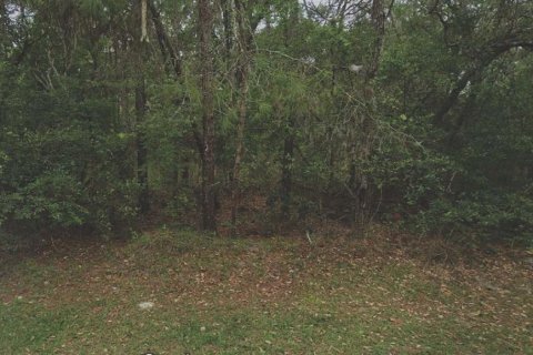 Land in Satsuma, Florida № 2160319