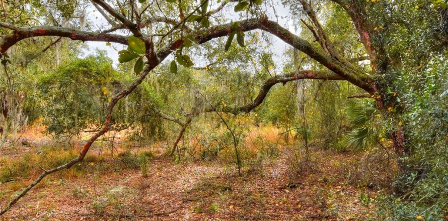 Terreno en Fish Hawk, Florida № 1823136