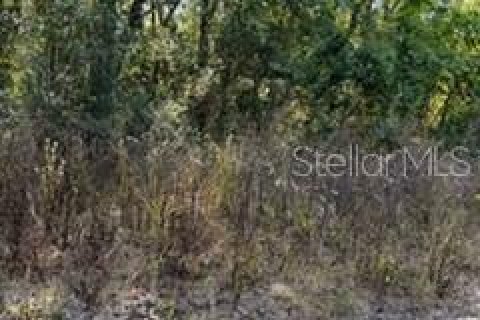 Land in Belleview, Florida № 2165953 - photo 3