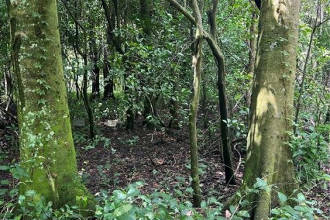 Terreno en venta en Brooksville, Florida № 1918989 - foto 4