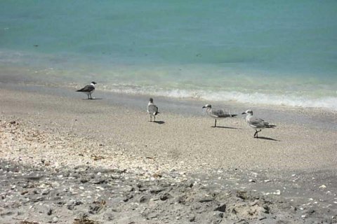 Land in Placida, Florida № 2239866 - photo 8