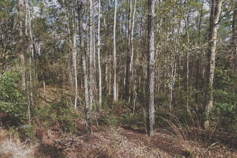 Land in Palatka, Florida № 2160318