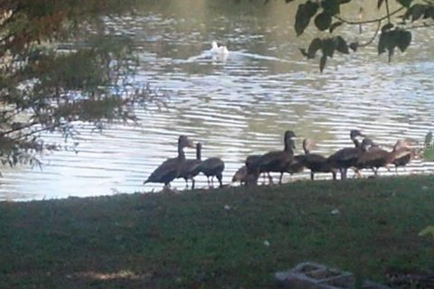 Купить земельный участок в Лисбург, Флорида № 1913866 - фото 1