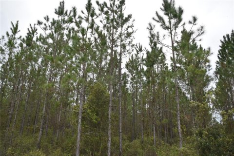 Terreno en venta en Gainesville, Florida № 1608297 - foto 25