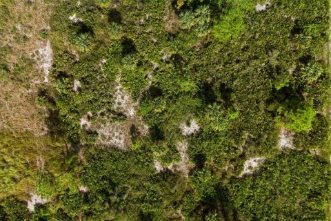 Land in Lehigh Acres, Florida № 2165497 - photo 13