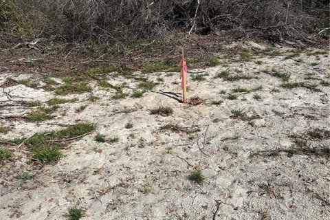 Land in Cross City, Florida № 2161417 - photo 4