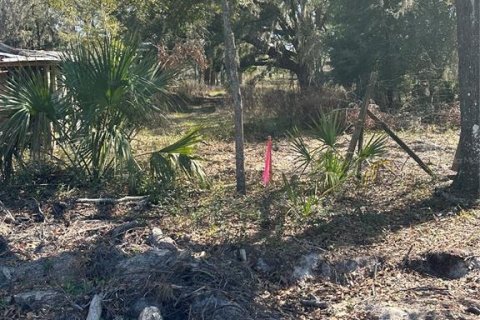Land in Cross City, Florida № 2161417 - photo 11