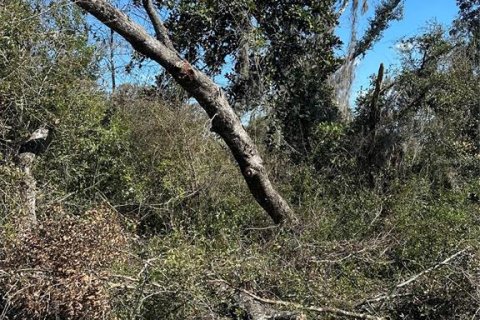 Land in Cross City, Florida № 2161417 - photo 7