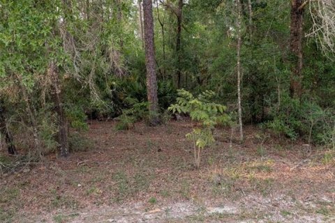 Terrain à vendre à Ocala, Floride № 2212262 - photo 5
