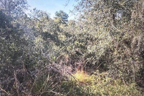 Land in Osteen, Florida № 1827906 - photo 5