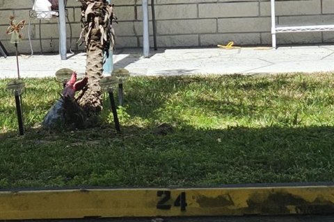 Copropriété à louer à Saint Petersburg, Floride: 1 chambre, 71.07 m2 № 1913382 - photo 19