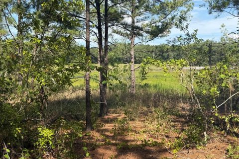 Land in Ocklawaha, Florida № 2203629 - photo 4