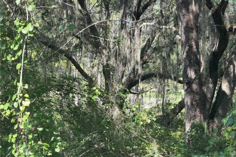 Land in Ocklawaha, Florida № 2203629 - photo 2