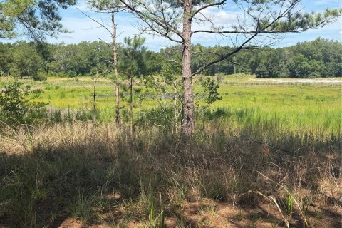 Land in Ocklawaha, Florida № 2203629