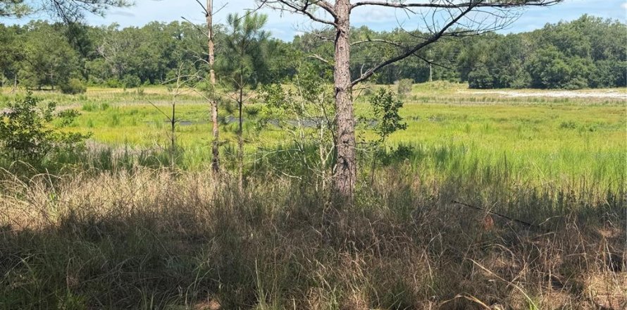 Land in Ocklawaha, Florida № 2203629