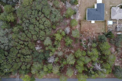 Land in Ocklawaha, Florida № 2162334 - photo 5