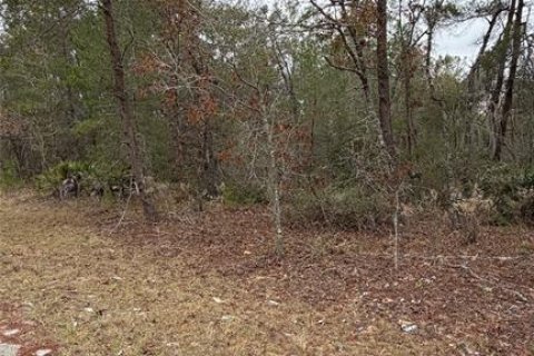 Land in Ocklawaha, Florida № 2162334 - photo 7