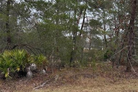 Land in Ocklawaha, Florida № 2162334 - photo 2