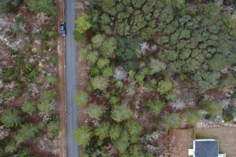 Land in Ocklawaha, Florida № 2162334 - photo 6