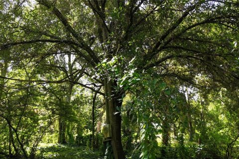 Land in Immokalee, Florida № 1876913 - photo 29