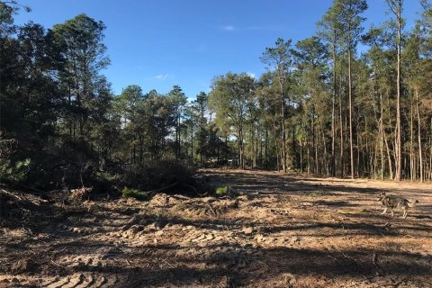 Land in Ocala, Florida № 1832792 - photo 21