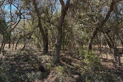 Land in Dunnellon, Florida № 2158989
