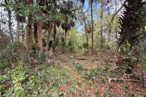 Terrain à vendre à Astor, Floride № 2230828 - photo 6
