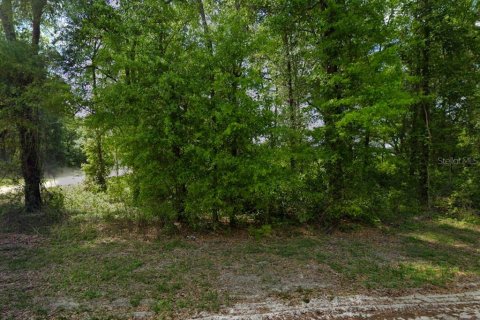 Land in Fort White, Florida № 1817391 - photo 4
