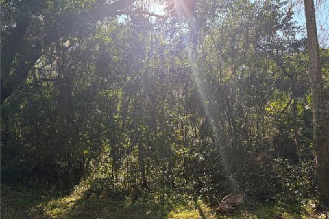 Land in De Leon Springs, Florida № 2160516 - photo 6