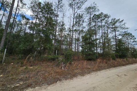 Terrain à Williston, Floride № 2144228